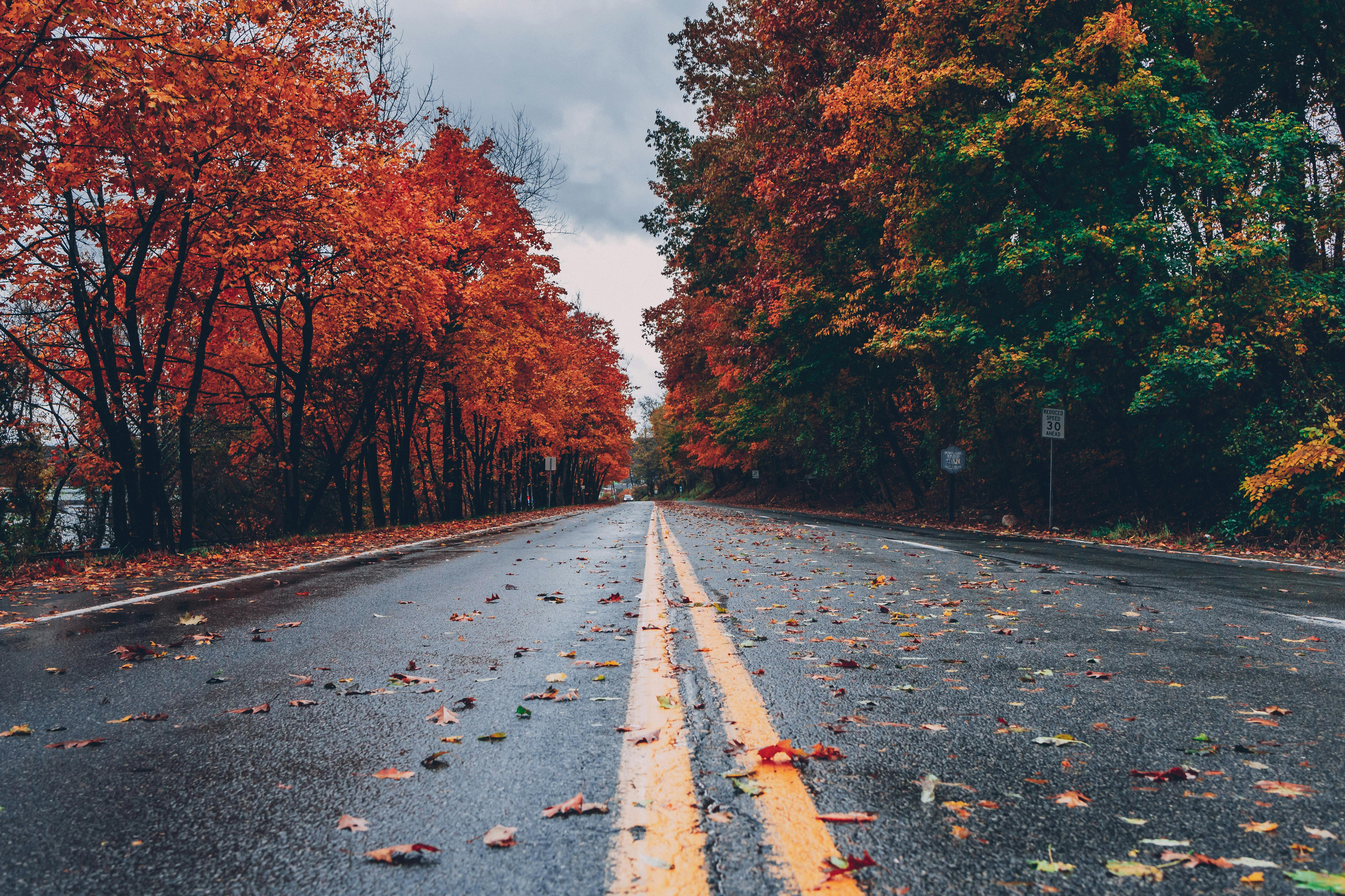 road nature